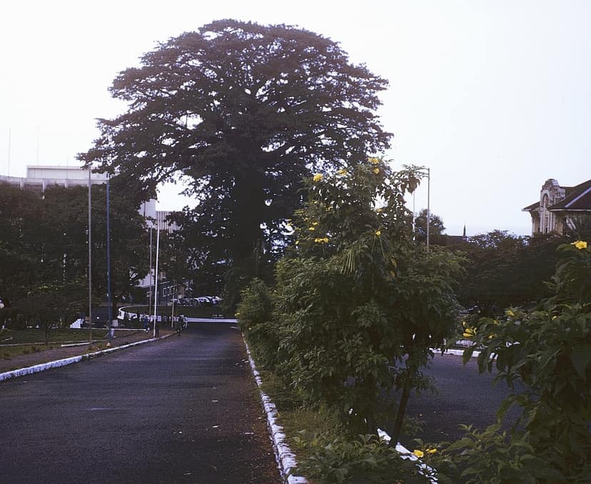 The Cotton Tree's dark canopy at dusk above a quiet road lined with street lamps and shrubs.