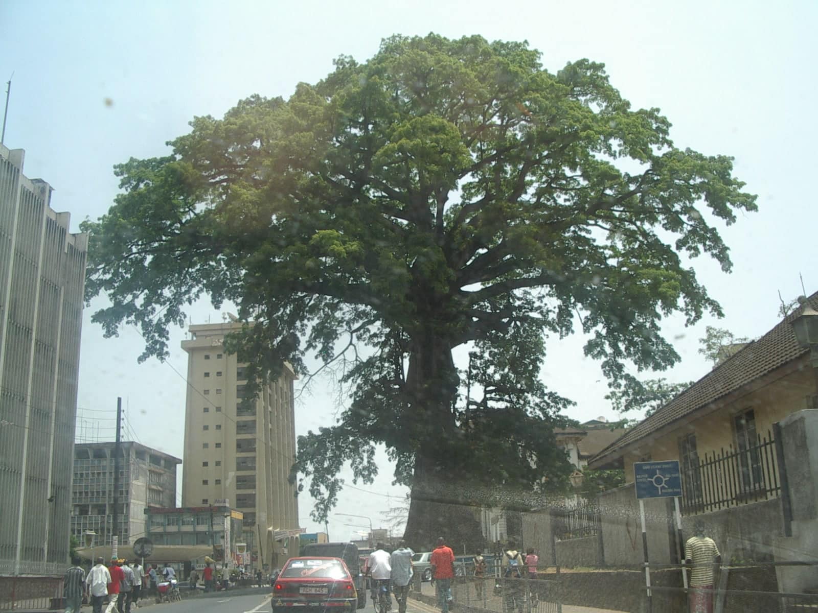Freetown's Cotton Tree, a vast kapok with a wide spreading canopy, rising above street traffic and buildings in central Freetown.